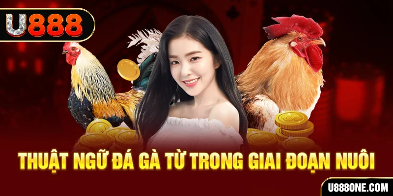 911win xổ số miền bắc 90 ngày
