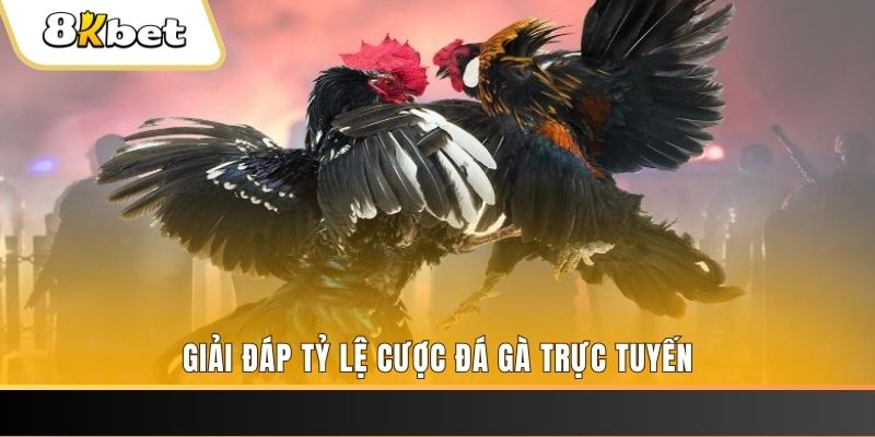 911win ga choi cau thanh